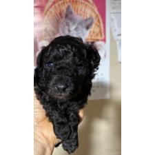 ♀︎トイプードル