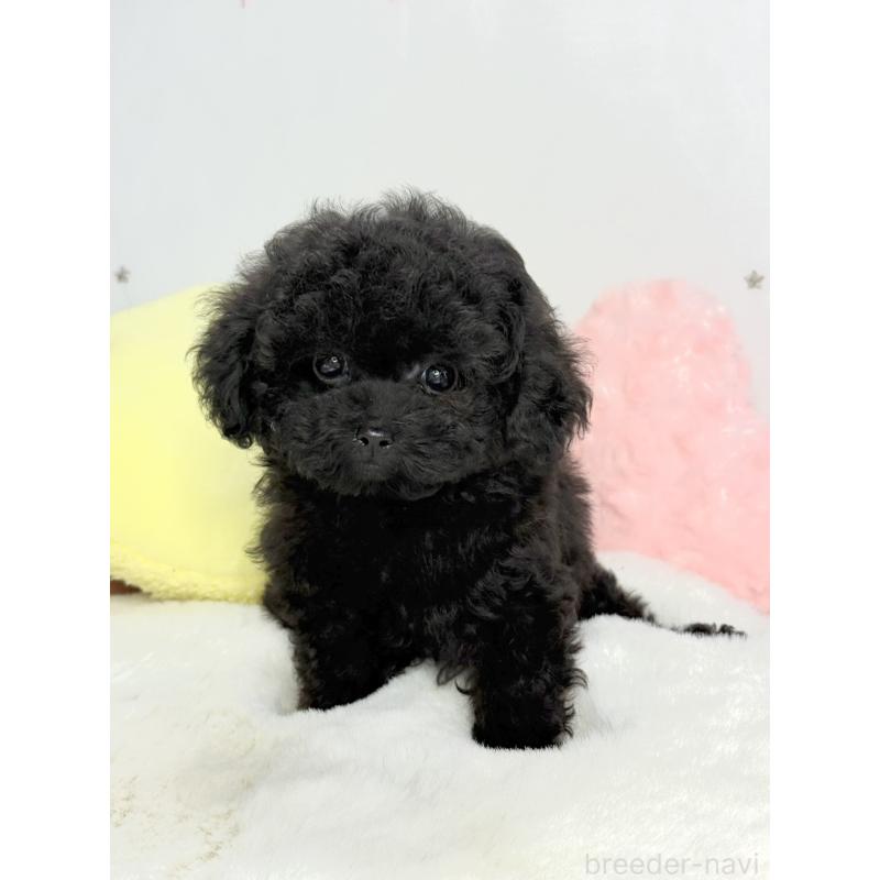 販売中の大阪府のティーカッププードル-453142