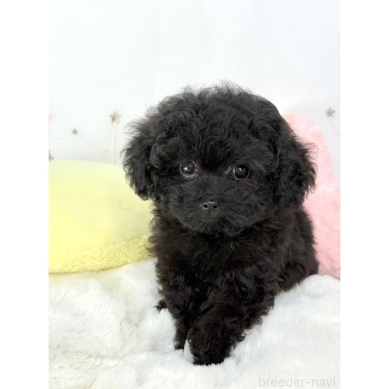 販売中の大阪府のティーカッププードル-453142の7枚目