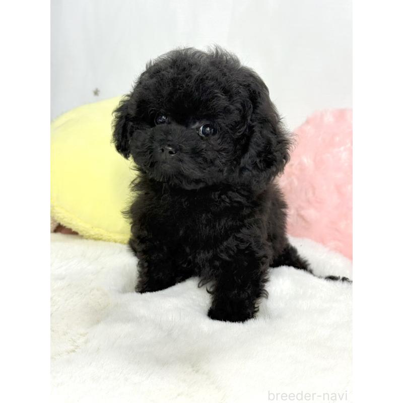 販売中の大阪府のティーカッププードル-453142の6枚目