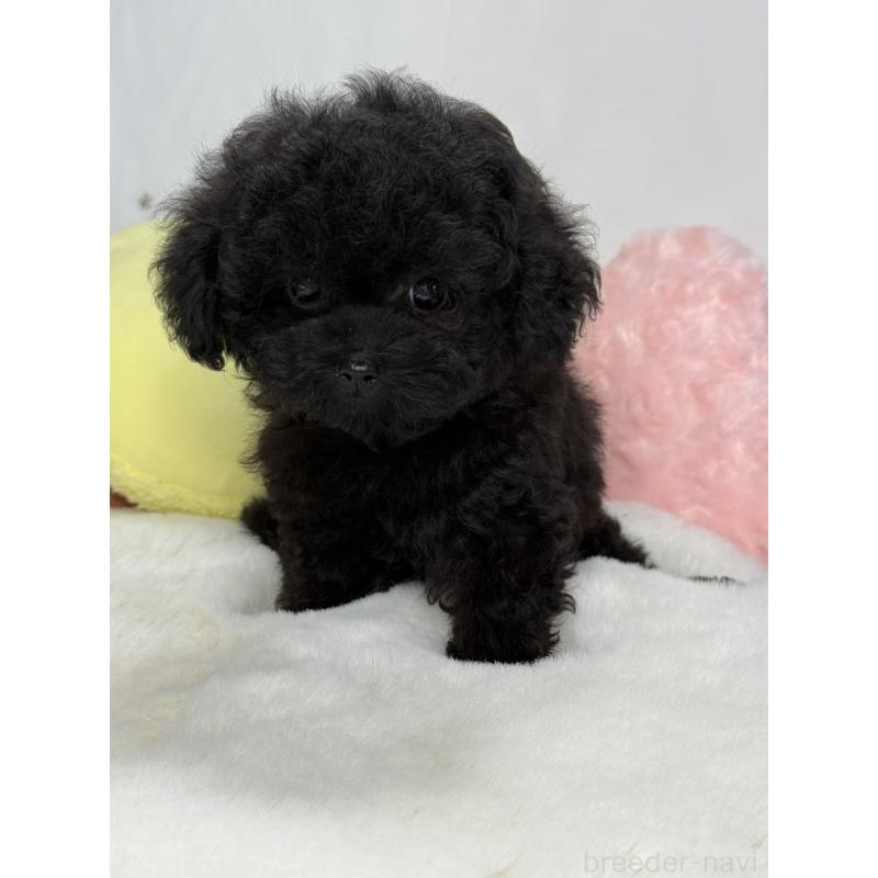 販売中の大阪府のティーカッププードル-453142の5枚目