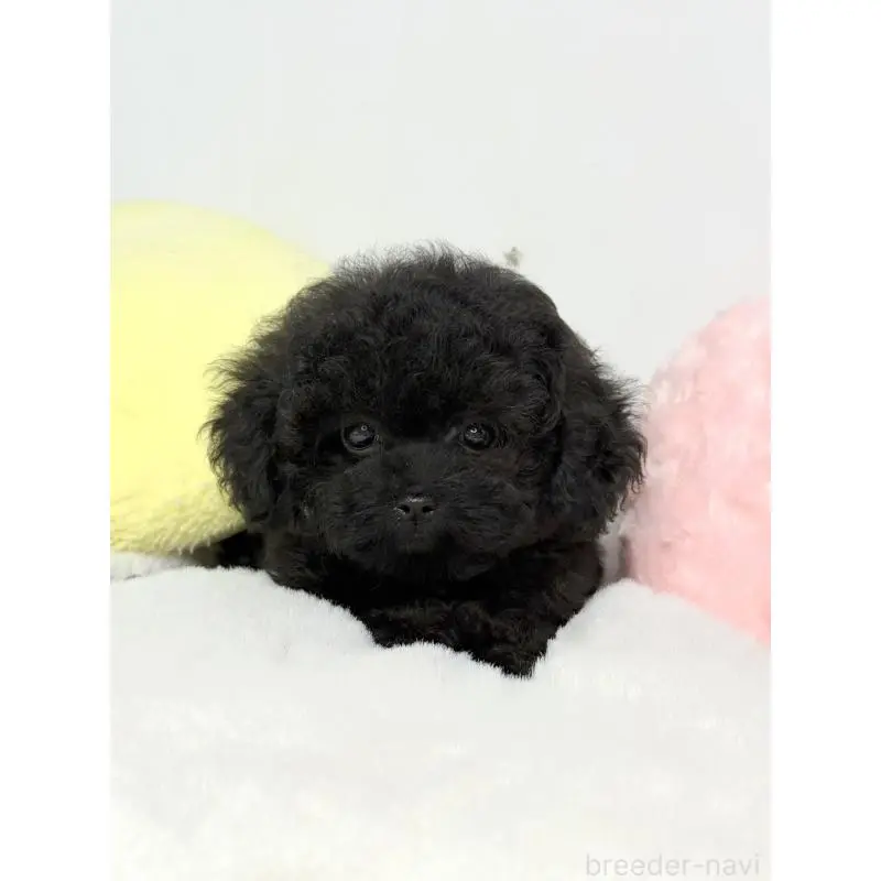 販売中の大阪府のティーカッププードル-453142の4枚目