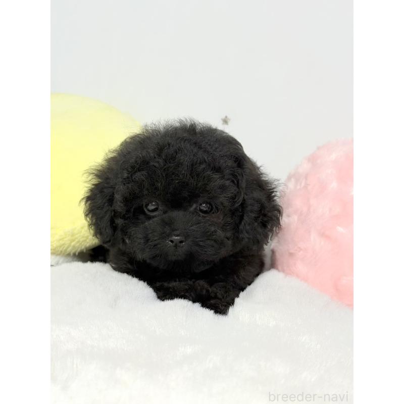 販売中の大阪府のティーカッププードル-453142の3枚目