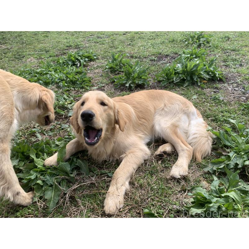 販売中の鹿児島県のゴールデンレトリーバー-453143の5枚目