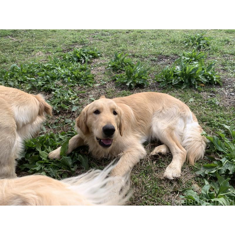 販売中の鹿児島県のゴールデンレトリーバー-453143の4枚目