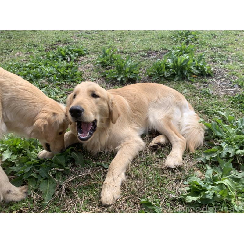 販売中の鹿児島県のゴールデンレトリーバー-453143の3枚目