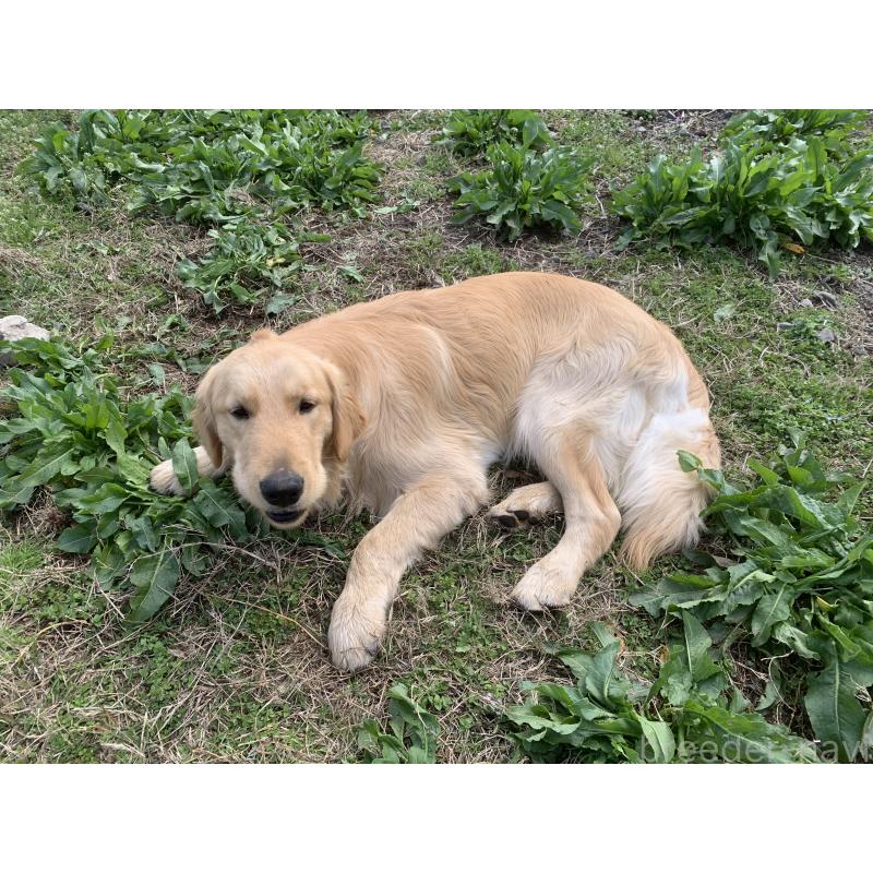 販売中の鹿児島県のゴールデンレトリーバー-453143の2枚目