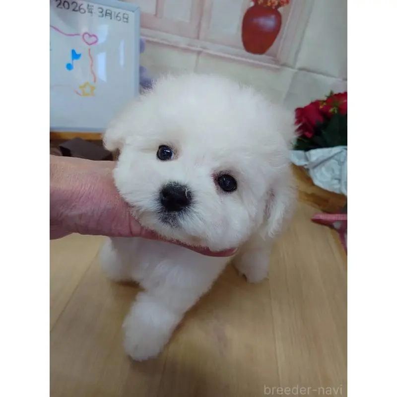 販売中の京都府のビションフリーゼ-453144の12枚目