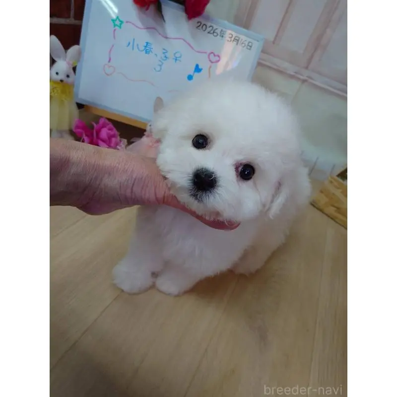 販売中の京都府のビションフリーゼ-453144の9枚目