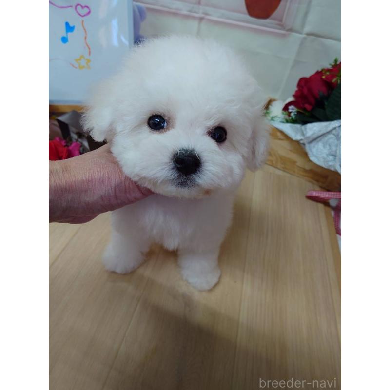 販売中の京都府のビションフリーゼ-453144の8枚目