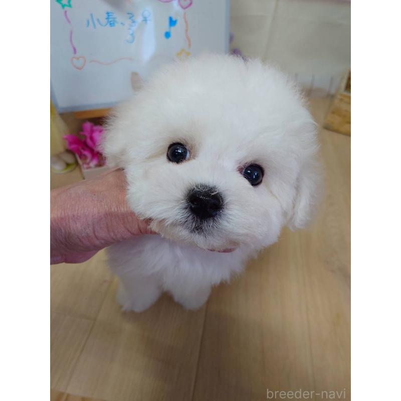 販売中の京都府のビションフリーゼ-453144の7枚目