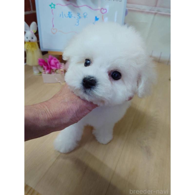 販売中の京都府のビションフリーゼ-453144の6枚目