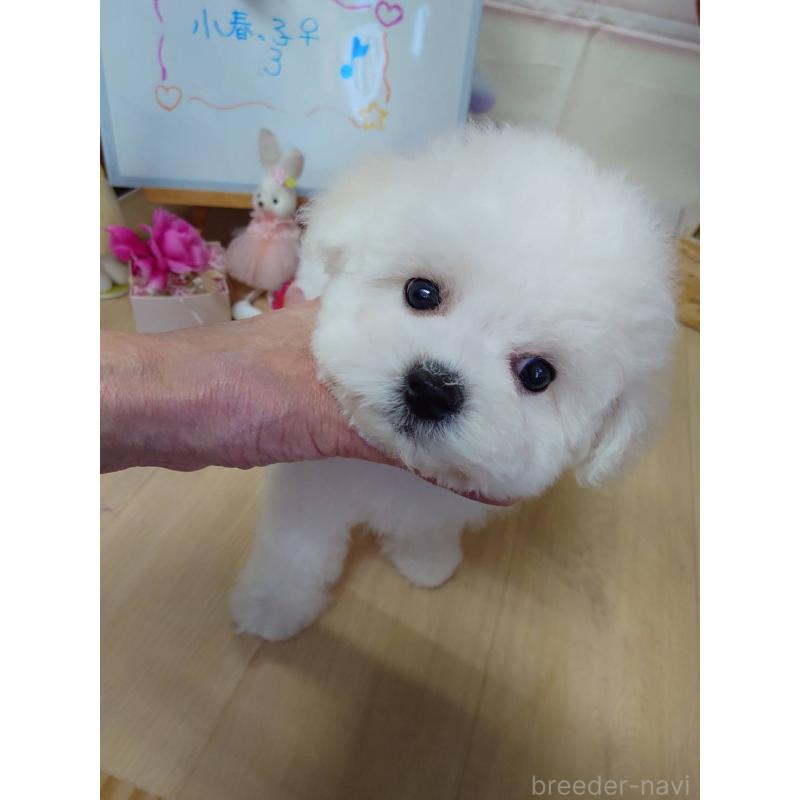 販売中の京都府のビションフリーゼ-453144の5枚目