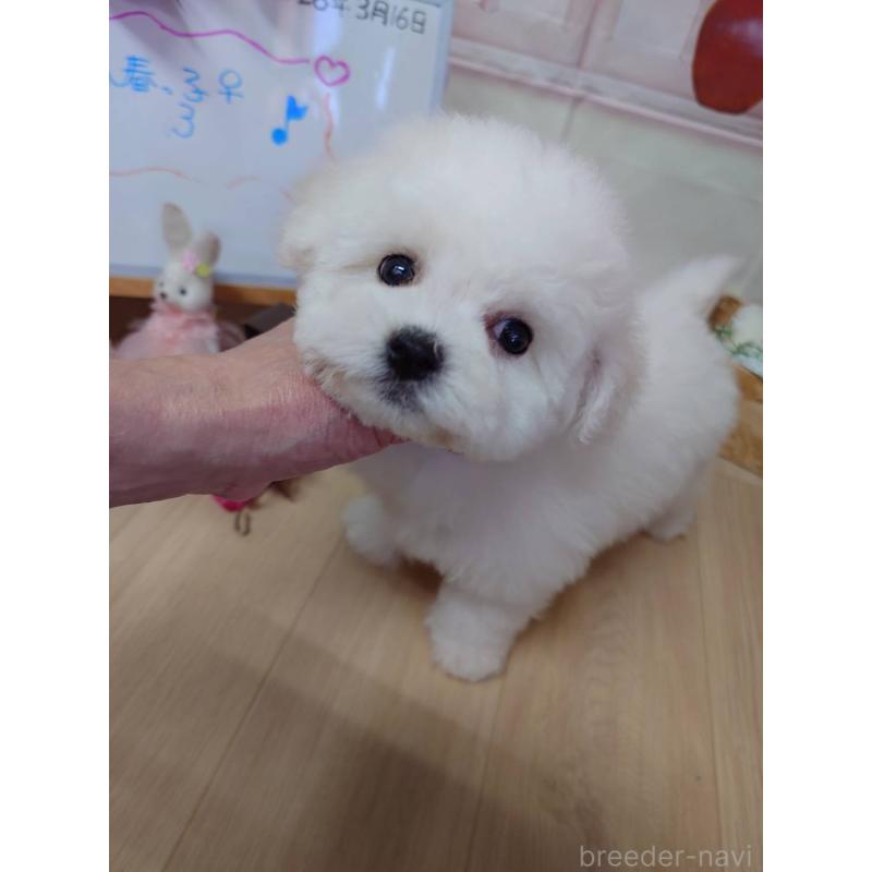 販売中の京都府のビションフリーゼ-453144の4枚目