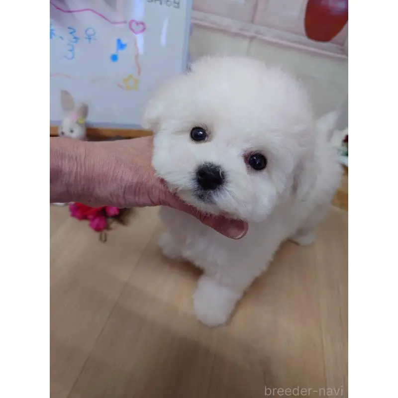 販売中の京都府のビションフリーゼ-453144の3枚目