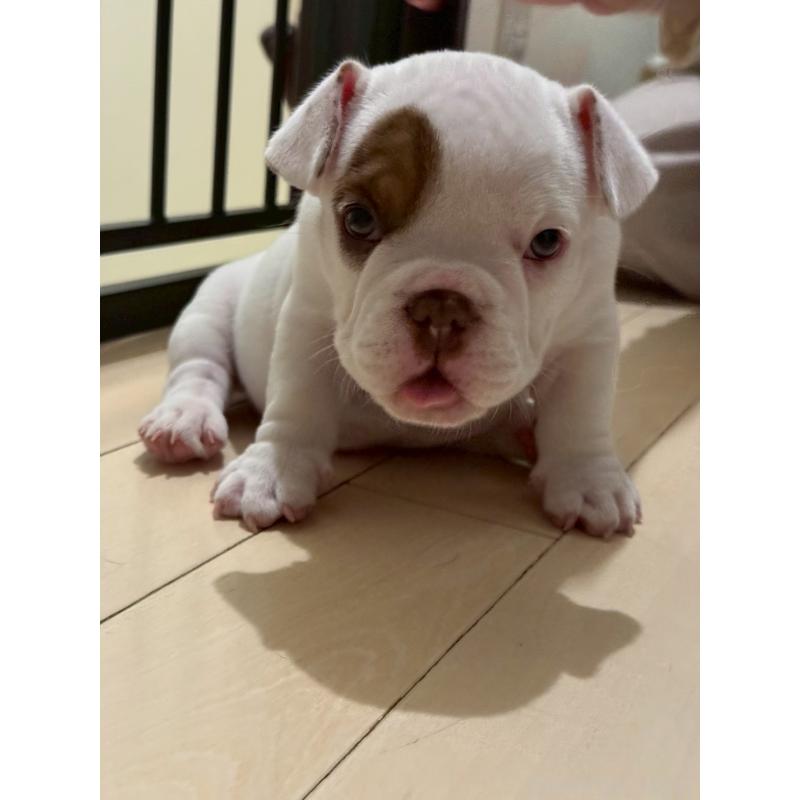 販売中の大阪府のエキゾチックブリー-451839