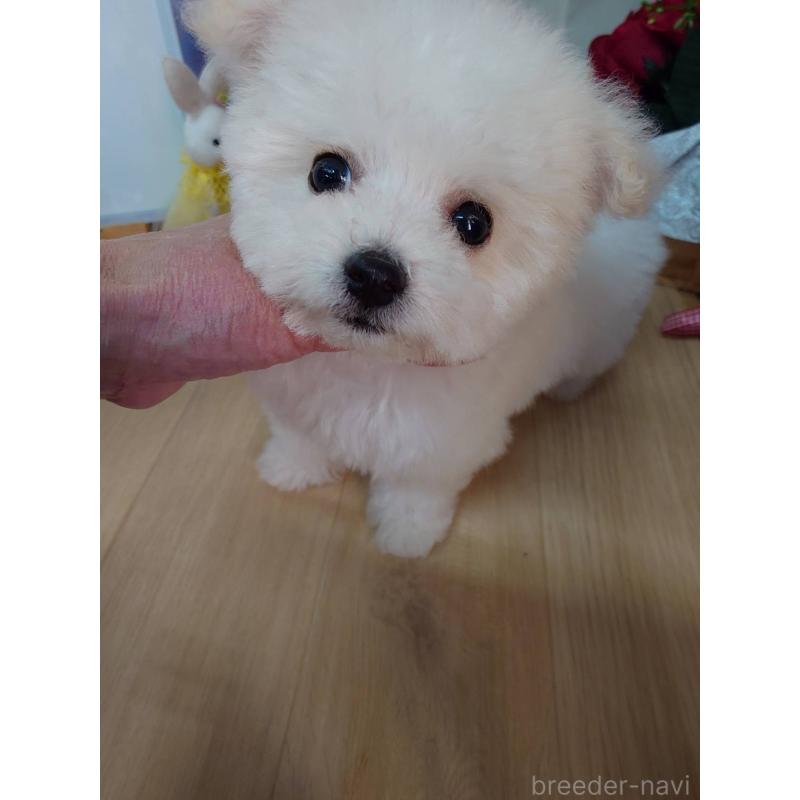 販売中の京都府のビションフリーゼ-453145の12枚目