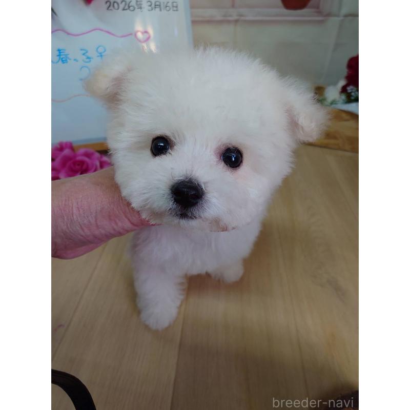 販売中の京都府のビションフリーゼ-453145の10枚目