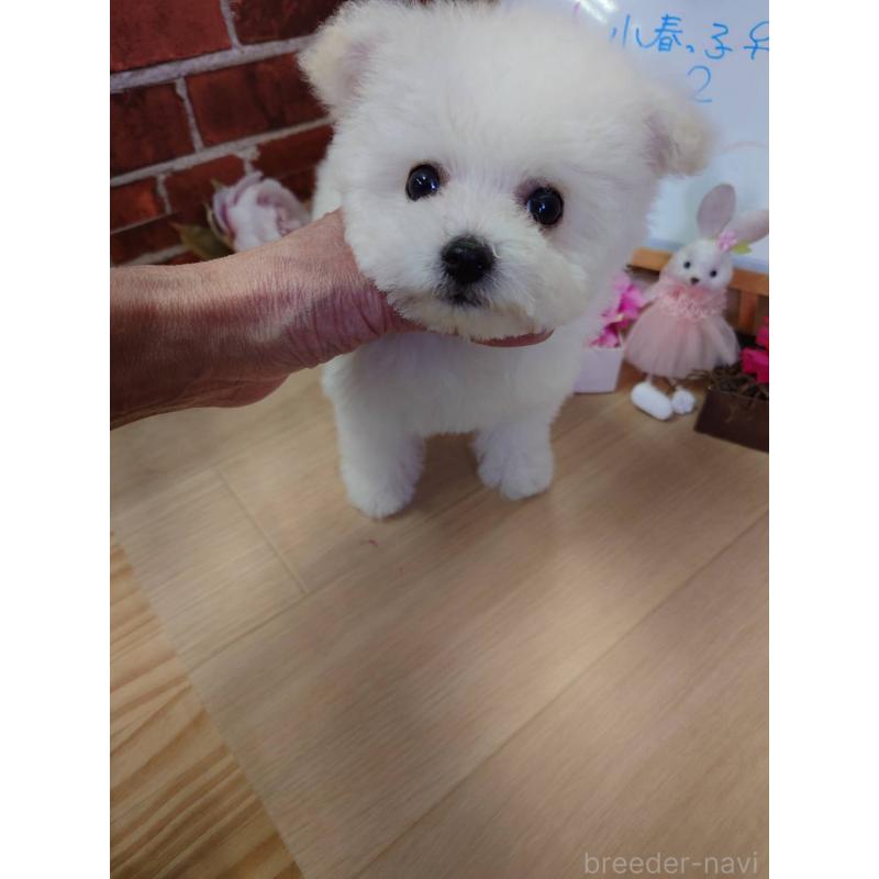 販売中の京都府のビションフリーゼ-453145の11枚目