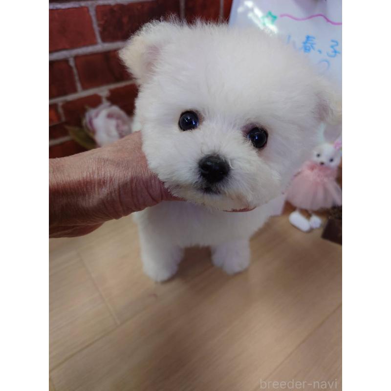 販売中の京都府のビションフリーゼ-453145の9枚目