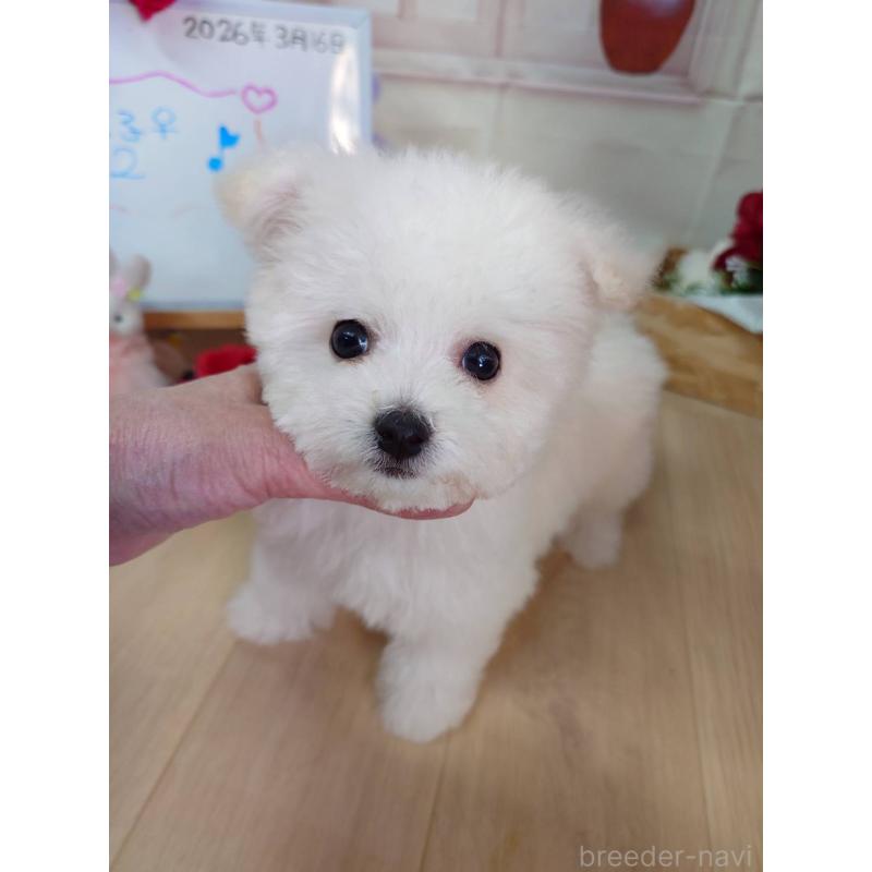 販売中の京都府のビションフリーゼ-453145の7枚目