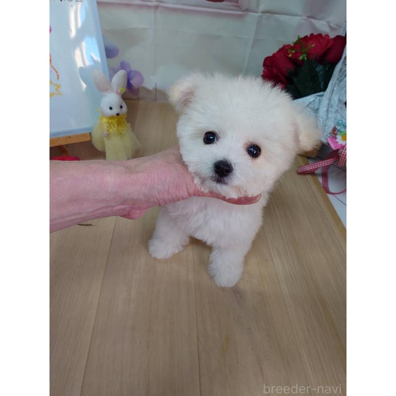 販売中の京都府のビションフリーゼ-453145の6枚目