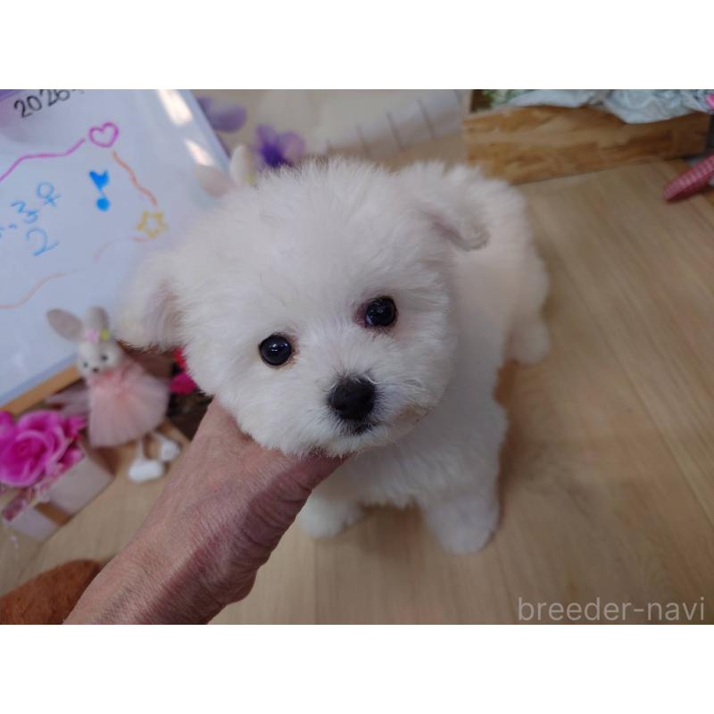 販売中の京都府のビションフリーゼ-453145の5枚目