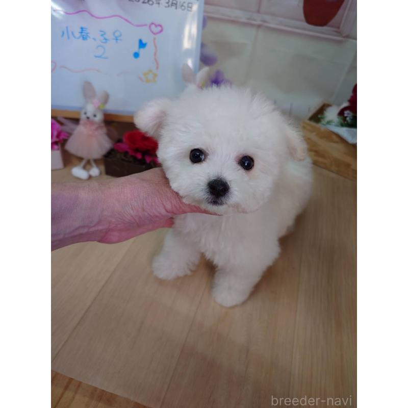 販売中の京都府のビションフリーゼ-453145の3枚目