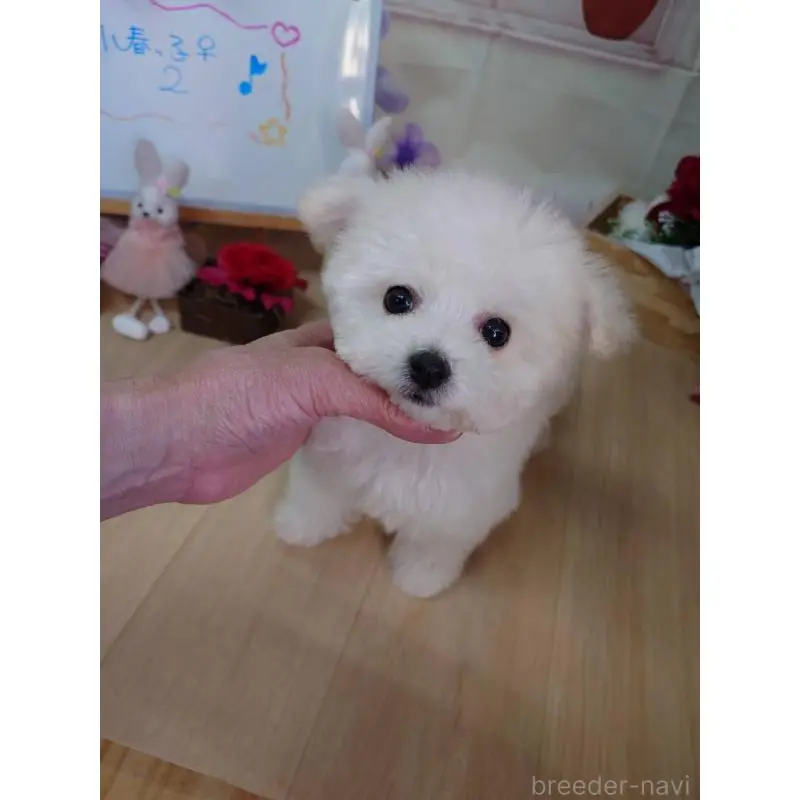 販売中の京都府のビションフリーゼ-453145の4枚目