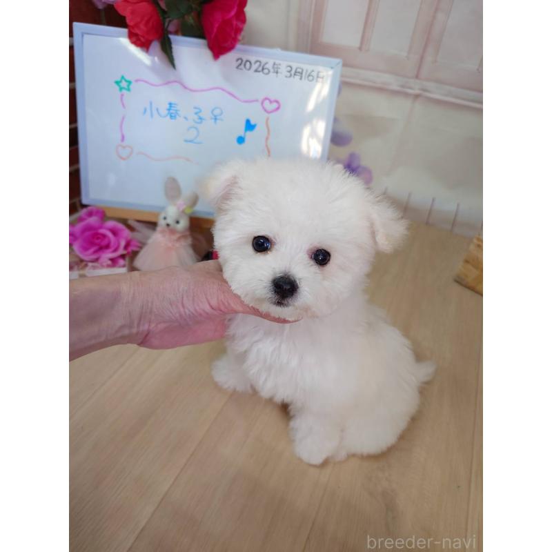 販売中の京都府のビションフリーゼ-453145の2枚目