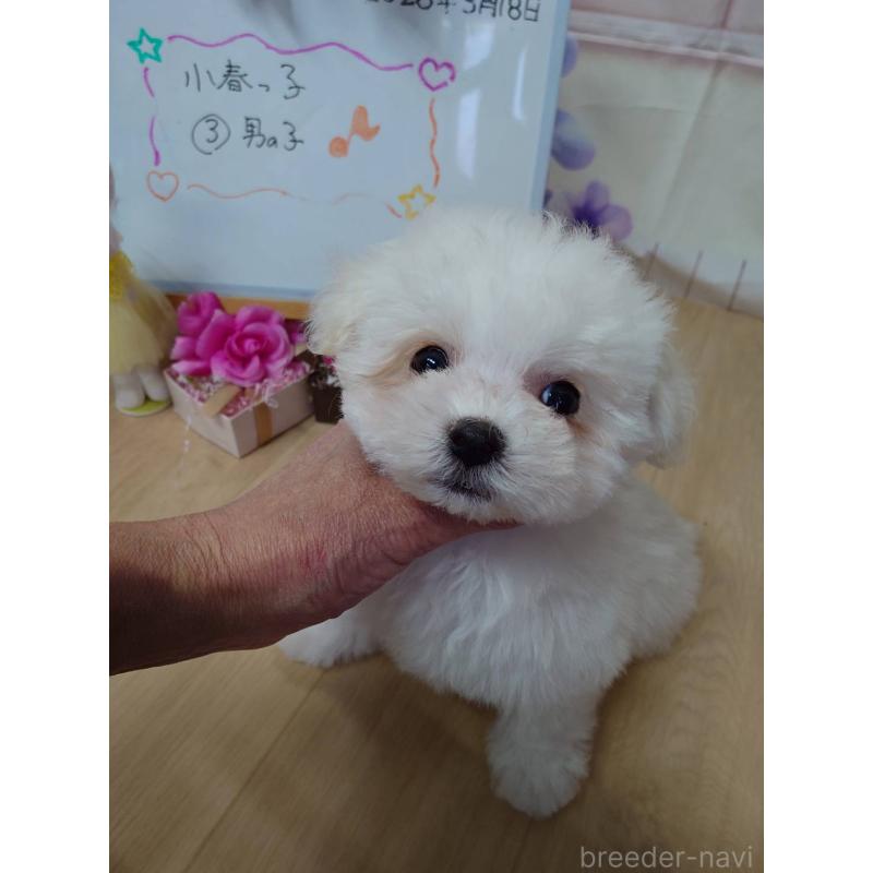 販売中の京都府のビションフリーゼ-453146の13枚目