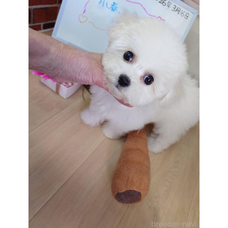 販売中の京都府のビションフリーゼ-453146の12枚目