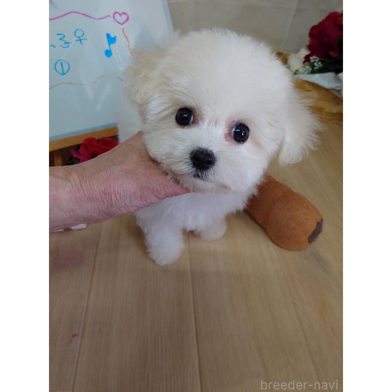 販売中の京都府のビションフリーゼ-453146の10枚目