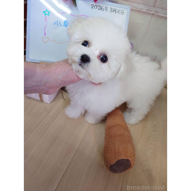 販売中の京都府のビションフリーゼ-453146の9枚目