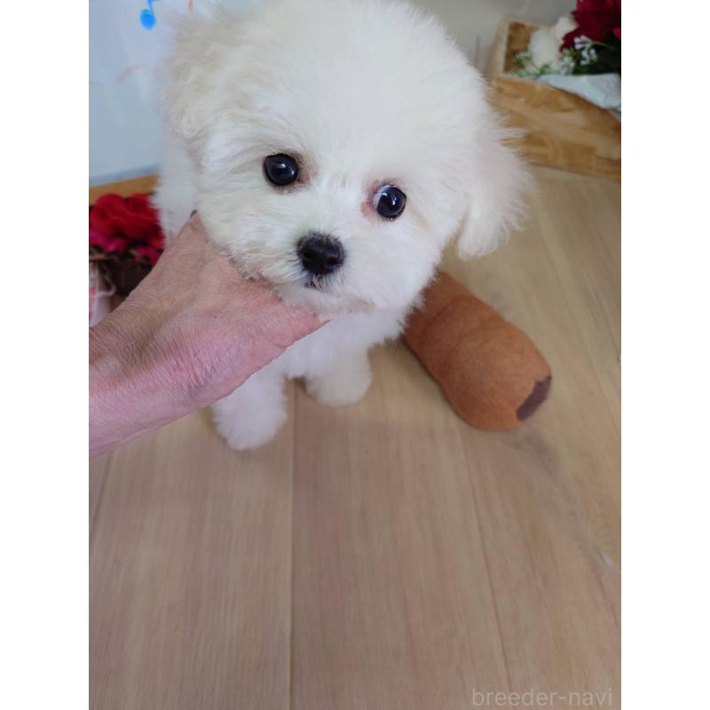 販売中の京都府のビションフリーゼ-453146の8枚目