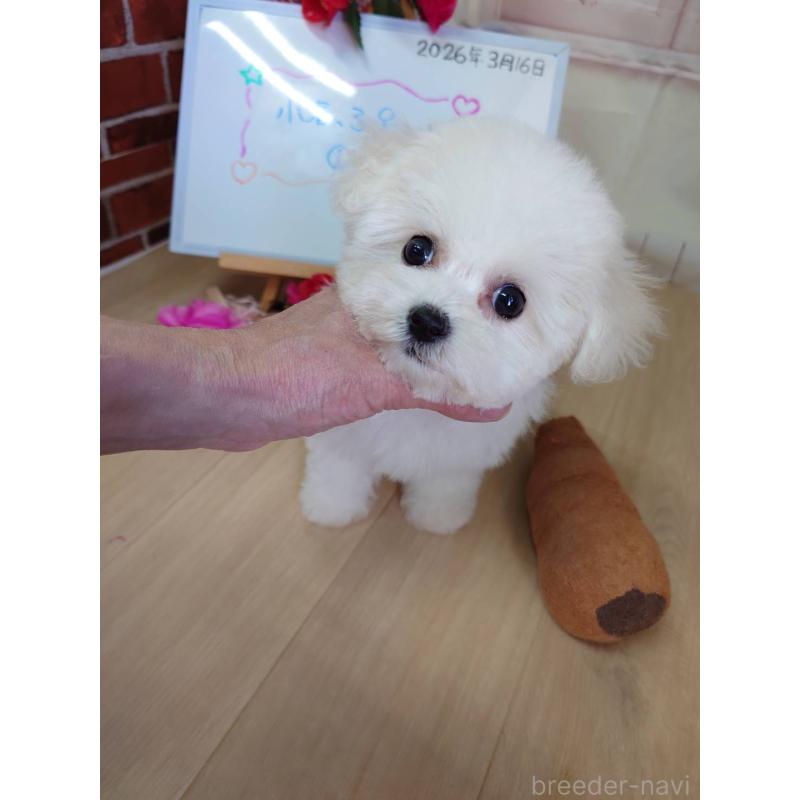 販売中の京都府のビションフリーゼ-453146の6枚目