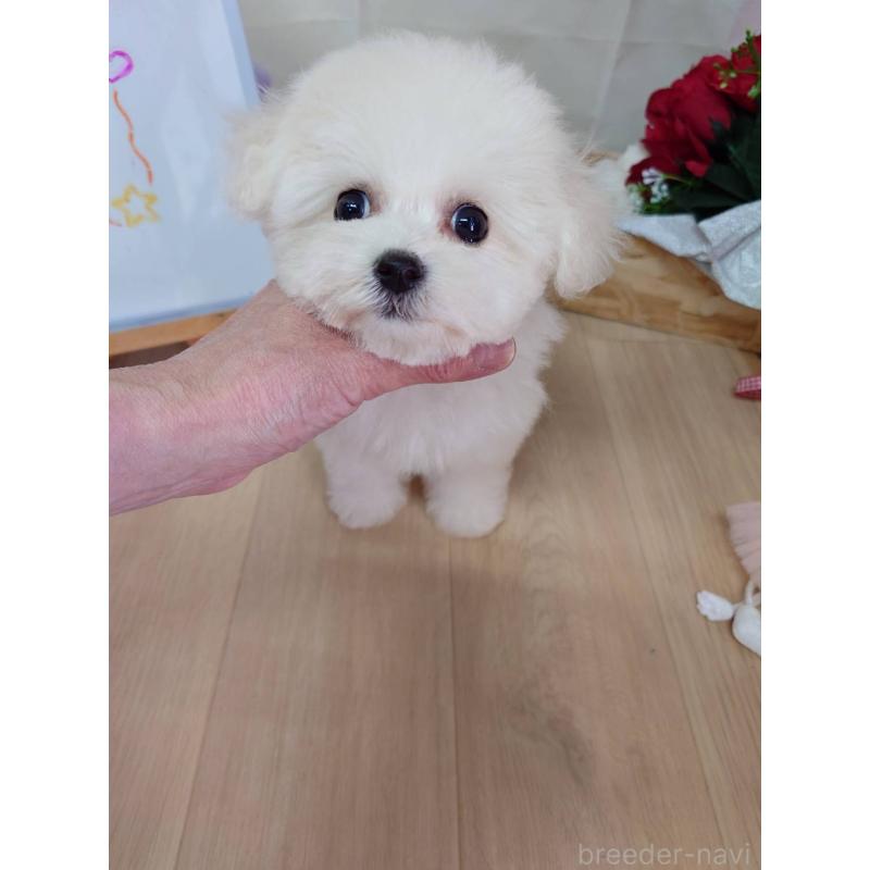 販売中の京都府のビションフリーゼ-453146の5枚目