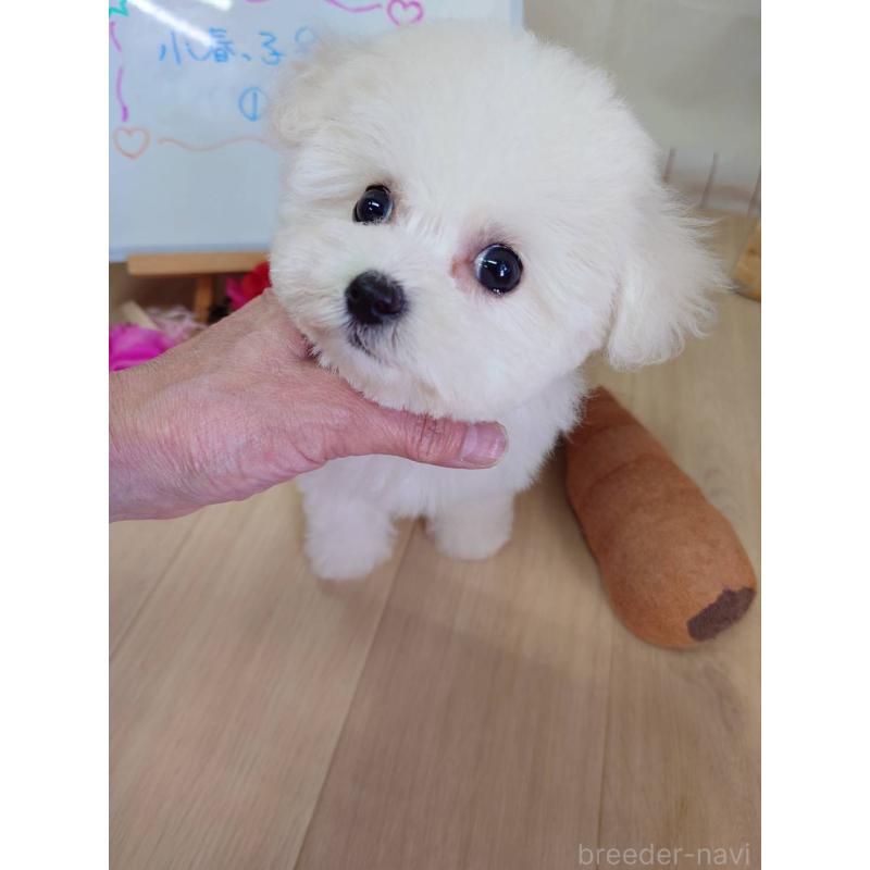 販売中の京都府のビションフリーゼ-453146の4枚目