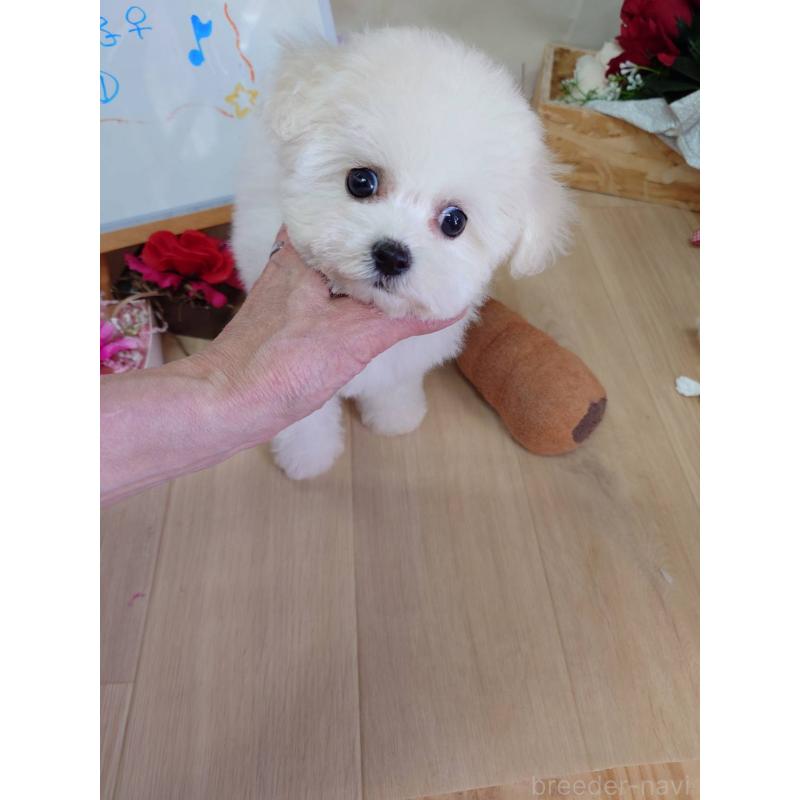 販売中の京都府のビションフリーゼ-453146の3枚目