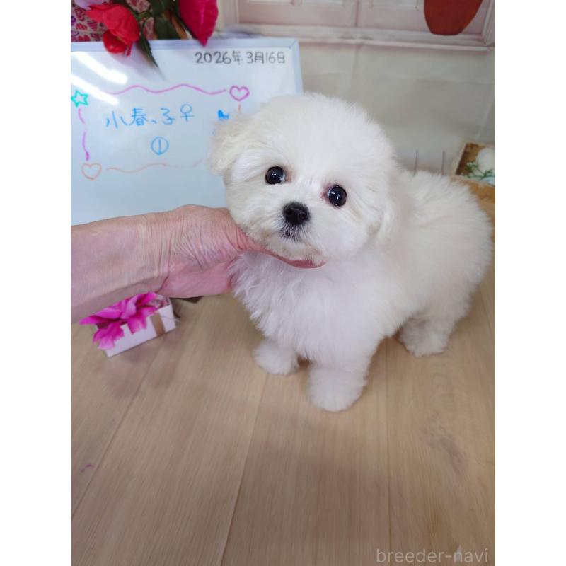 販売中の京都府のビションフリーゼ-453146の2枚目