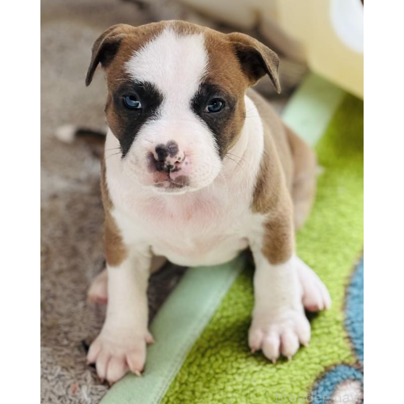 販売中の神奈川県のアメリカンピットブルテリア-445368