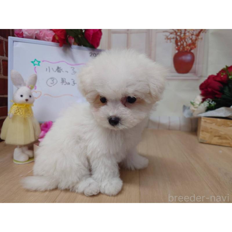 販売中の京都府のビションフリーゼ-453148の10枚目