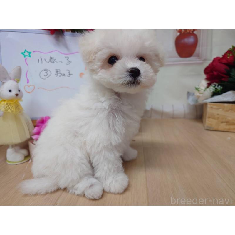 販売中の京都府のビションフリーゼ-453148の9枚目