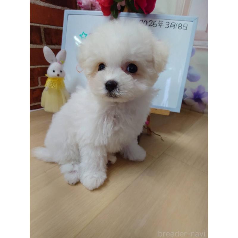 販売中の京都府のビションフリーゼ-453148の8枚目