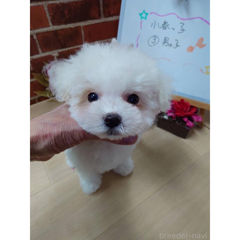 販売中の京都府のビションフリーゼ-453148の7枚目