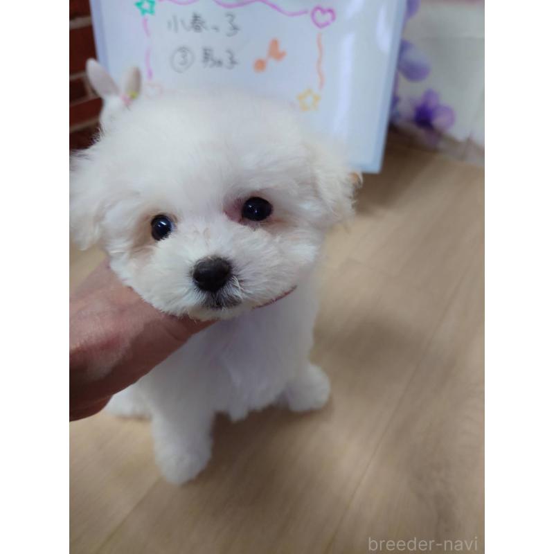 販売中の京都府のビションフリーゼ-453148の6枚目