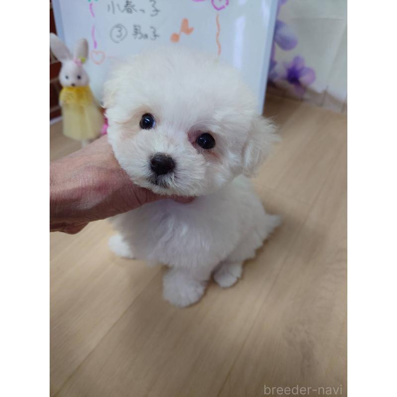 販売中の京都府のビションフリーゼ-453148の5枚目