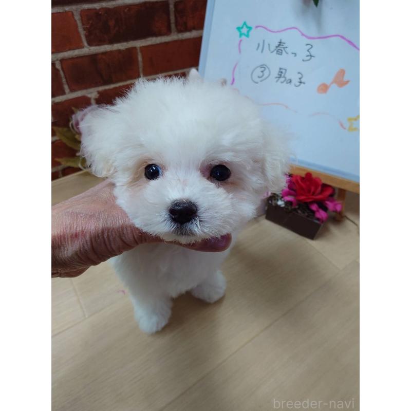 販売中の京都府のビションフリーゼ-453148の4枚目