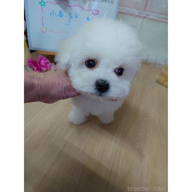 販売中の京都府のビションフリーゼ-453148の2枚目