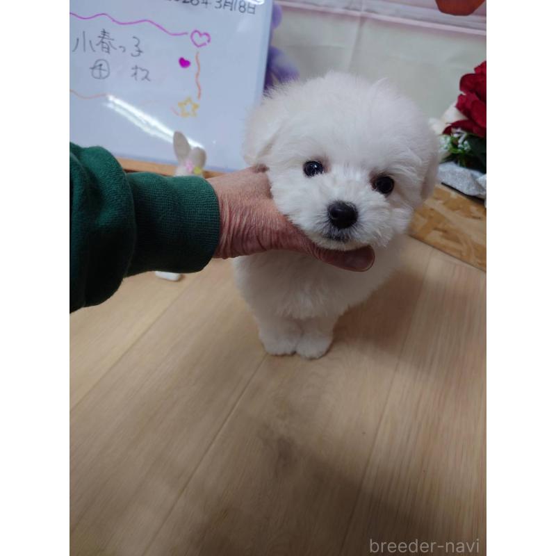 販売中の京都府のビションフリーゼ-453149の7枚目